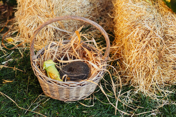 Harvest, sunflower seeds and corn in a basket