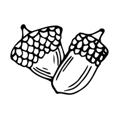 Isolated doodle acorn. Outline vector illustration of autumn acorn clip art