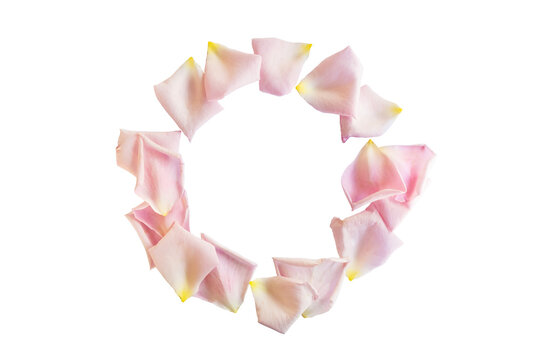 Rose petal ring on white background. Pale pink fresh rose petals create circle on white background.
