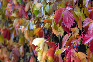 vine leaves on fence in autumn