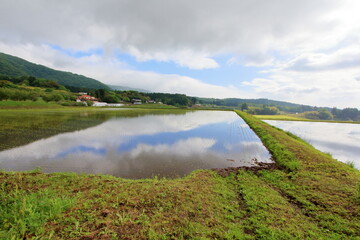 田植えの終わった田んぼ