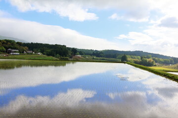 Fototapeta premium 田植えの終わった田んぼ