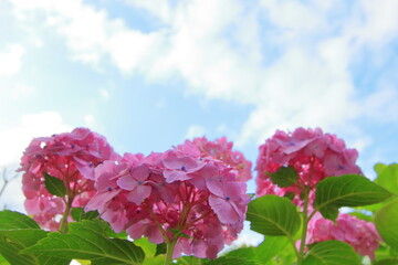 全盛期のアジサイ