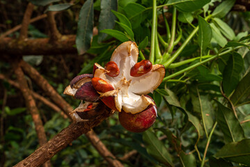 Detail of closed fruit and open fruit with red seeds of Guarea, plant of tropical savanna (cerrado)