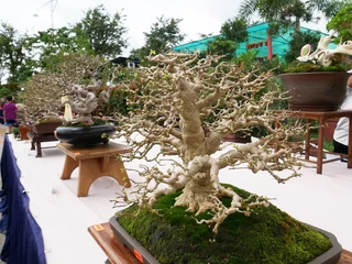 Schilderijen op glas MELAKA, MALAYSIA -AUGUST 27, 2022: Various bonsai trees are shown to the public in a public park. Bonsai is a type of hobby that requires perseverance and patience. It takes art to shape it.  © Aisyaqilumar