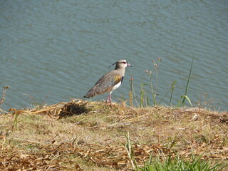 Quero-Quero, contemplando a natureza!