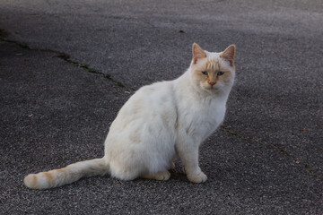 h&auml;ssliche Streunerkatze