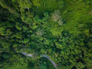 Road in green tropical rain forest with tree aerial view