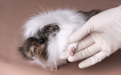 The doctor examines the claws of the guinea pig. The idea of caring for pets. High quality photo