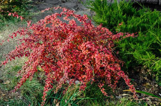 bush Berberis vulgaris, thunbergii, ottawensis with red autumn leaves. Bright texture of the foliage of an ornamental barberry tree