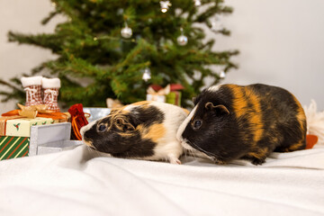 Curious guinea pigs at Christmas tree with boxes of gifts in New Year holidays