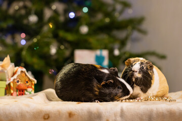 Playing guinea pigs at New Year's gifts