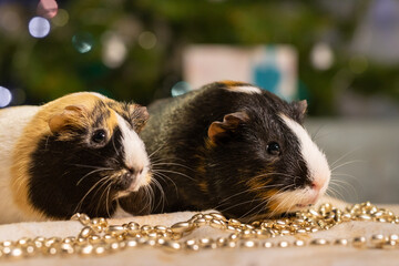 Closeup two guinea pigs at home in Christmas