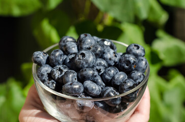 Fresh blueberry berries lie in a transparent bowl on a green background. The topic of healthy, ecological, vegan food