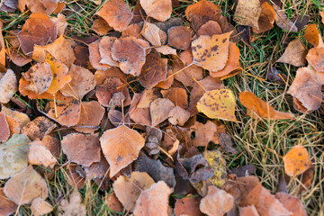 Frost on fallen leaves in late autumn or early winter, frost on grass at first frost - cold season concept