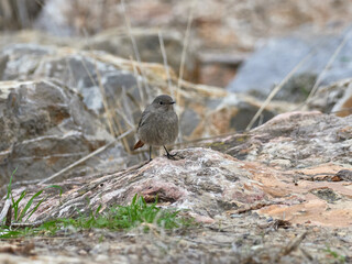 Black redstart, Phoenicurus ochruros, in the Carraixet ravine, Valencia, Spain