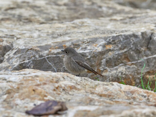Black redstart, Phoenicurus ochruros, in the Carraixet ravine, Valencia, Spain