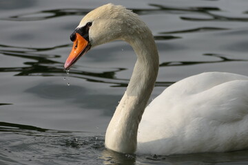 Schwan im See
