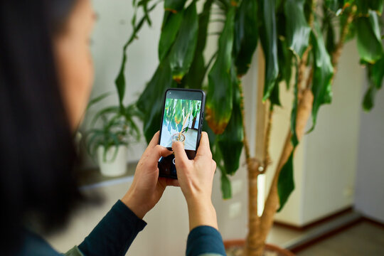 Woman with smartphone taking photo of the leaf diseases Dracaena palm