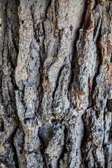 Tree Texture 