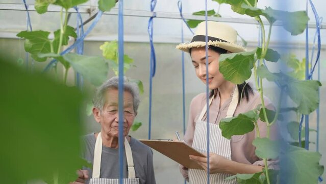 Agricultural concept of 4k Resolution. An old woman is teaching gardening to young women in the garden.