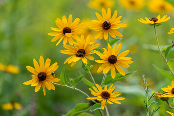 Black-eyed Susans Growing In The Field