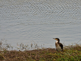 Fauna in the Carraixet ravine, Valencia, Spain