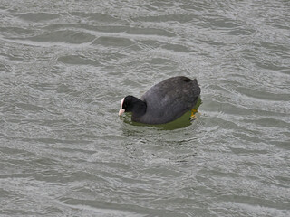 Fauna in the Carraixet ravine, Valencia, Spain