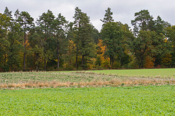 Plakat Forest and farmland on a cloudy autumn day, Autumn.