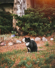One-eyed black cat sits in a backyard. Domestic cat sitting outside.