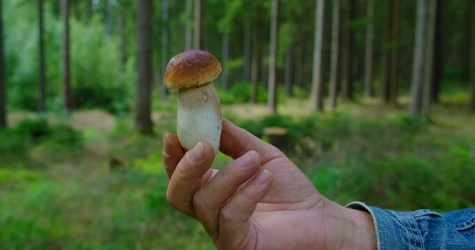 A white mushroom in the forest. Male hand holding small fresh cute edible organic fungus boletus edulis in autumn pine woodland. Organic vegan food. Environmentally friendly products.