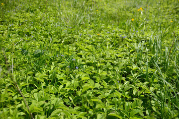 meadow with green bushes of wild strawberry, close-up