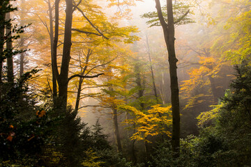 Autumn la Grevolosa forest, Osona, Barcelona, Spain