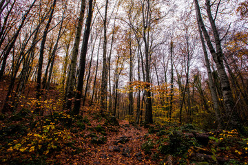 Autumn in La Fageda D En Jorda Forest, La Garrotxa, Spain