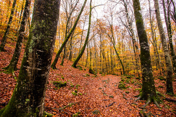 Autumn in La Fageda D En Jorda Forest, La Garrotxa, Spain