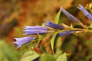Gentiana asclepiadea, perennial mountain plant, blue gentian in the Czech mountains