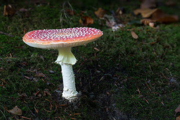 Fully grown fly agaric on the forest floor in autumn