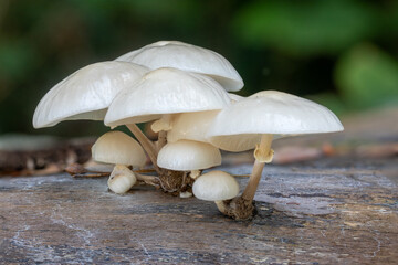 A group of porcelain fungus on a tree