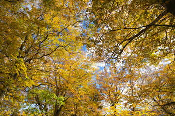 会津駒ヶ岳　紅葉