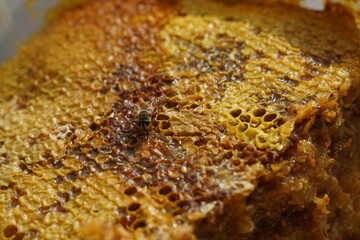 Layers of honeycomb stacked on top of each other and a bee.