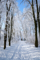 winter forest in the snow