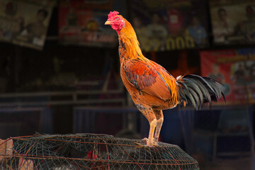 Rooster fighting standing on the top roof outdoor