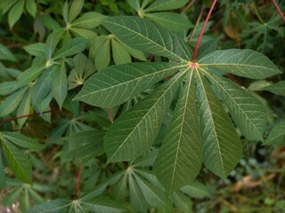 close up of a leaf
