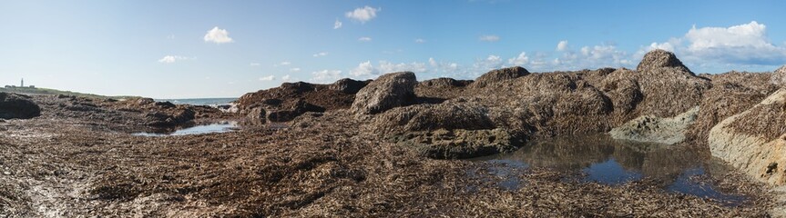 Seegras in Haufen am Strand von Paphos auf Zypern