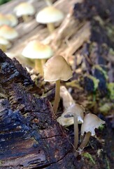 Autumn Fruiting Fungi
