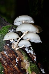 Fototapeta premium Autumn Fruiting Fungi