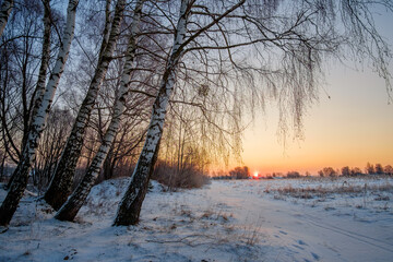 sunrise in the forest