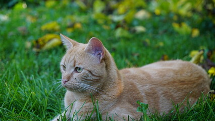 ginger cat in the grass