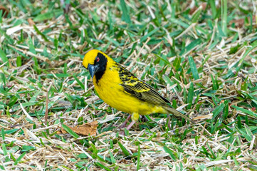 Village weaver bird, Ploceus cucullatus, also known as spotted-backed weaver in Mahebourg, Mauritius