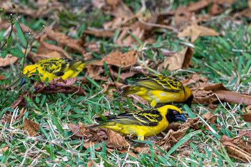 Village weaver bird, Ploceus cucullatus, also known as spotted-backed weaver in Mahebourg, Mauritius